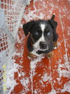 David - ADOPTED