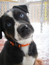 David - ADOPTED