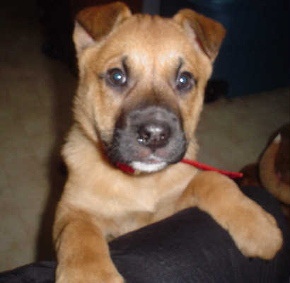 Wiggles-ADOPTED 4/2010