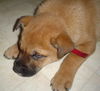 Wiggles-ADOPTED 4/2010