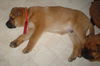 Wiggles-ADOPTED 4/2010