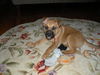 Wiggles-ADOPTED 4/2010