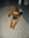 Wiggles-ADOPTED 4/2010