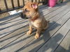 Wiggles-ADOPTED 4/2010