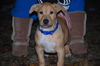 Chase - ADOPTED 04.30.10