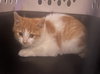 Flynn