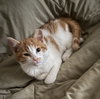 Flynn