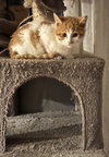 Flynn