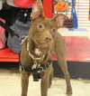 Cv Litter Maryann