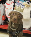 Cv Litter Maryann