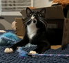 Louie