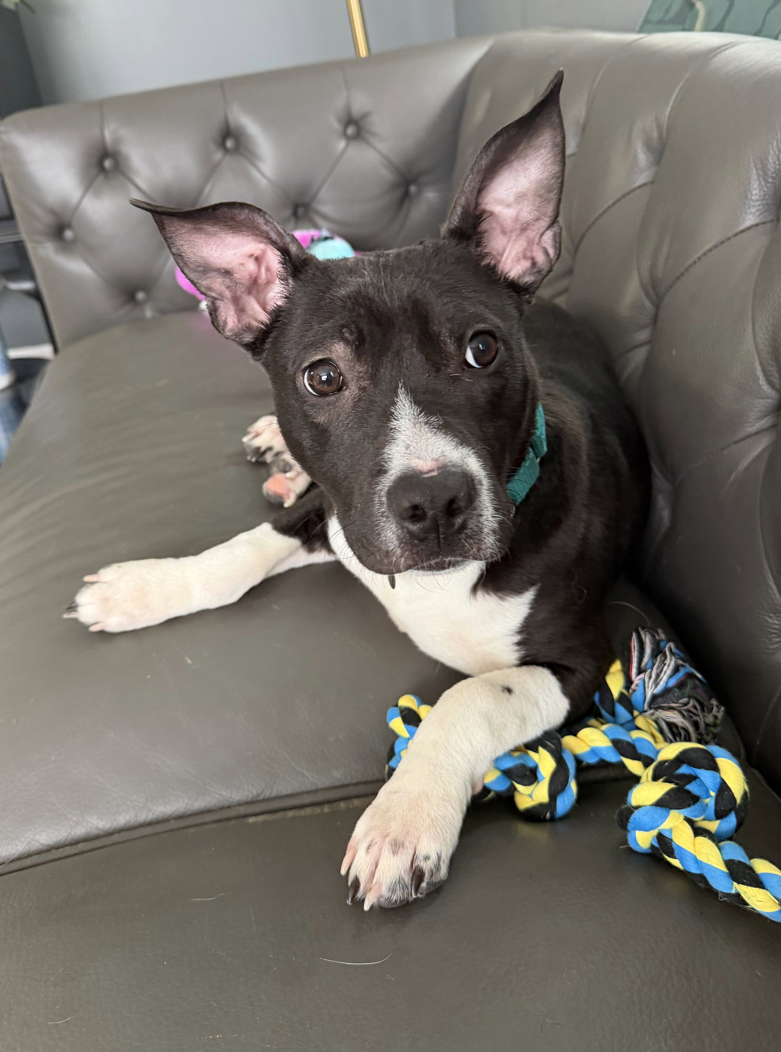 Pit Bull