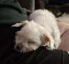 Yuki