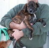 Annika-ADOPTED-10.4.10