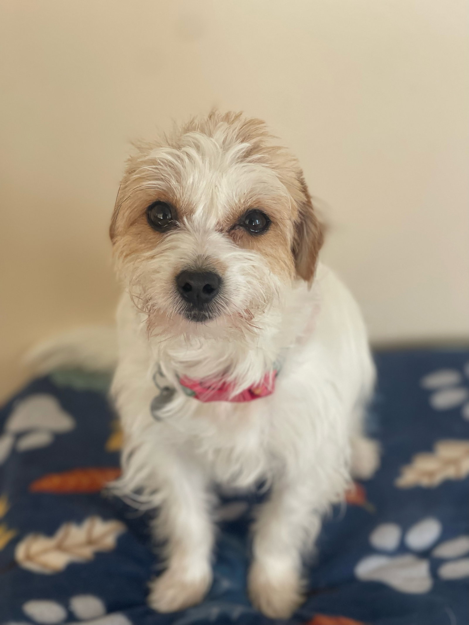Dv - Tonks (bonded Pair) - Adopted