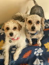 Dv - Tonks (Bonded Pair)