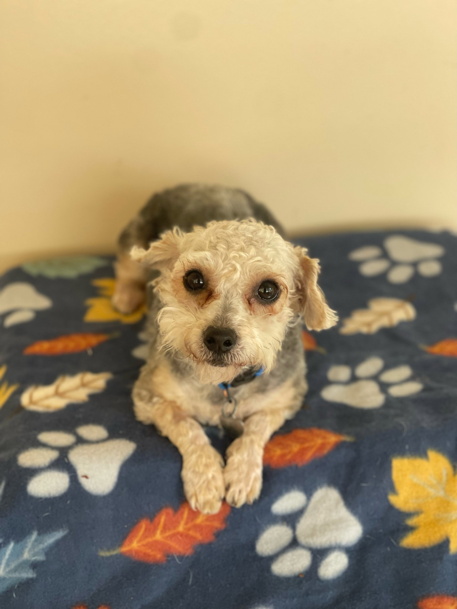 Cockapoo