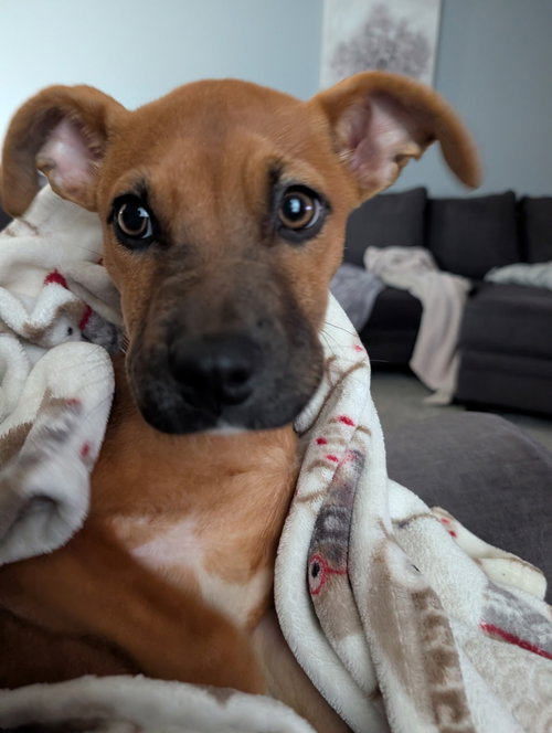 Photo 5 of Jolly - ADOPTION PENDING