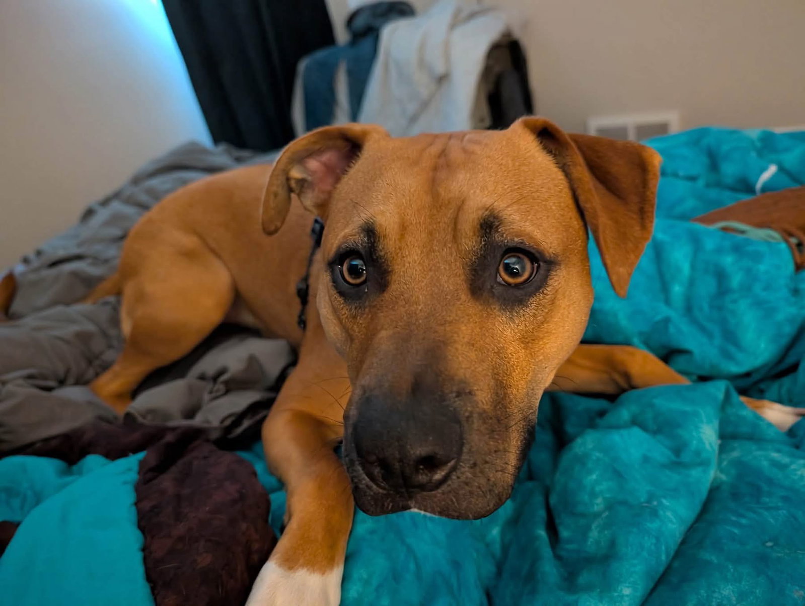 Jolly - ADOPTED, Black Mouth Cur