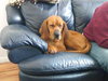 Rufus-ADOPTED 4/25/10