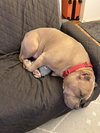 Meatball