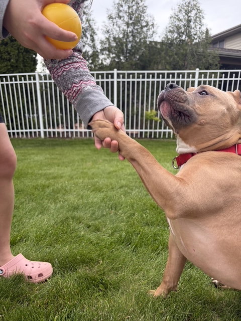 Meatball, an adoptable American Bulldog in Livonia, MI