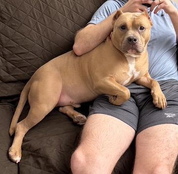 Meatball, an adoptable American Bulldog in Livonia, MI