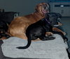 Jovie - ADOPTED 03.08.26