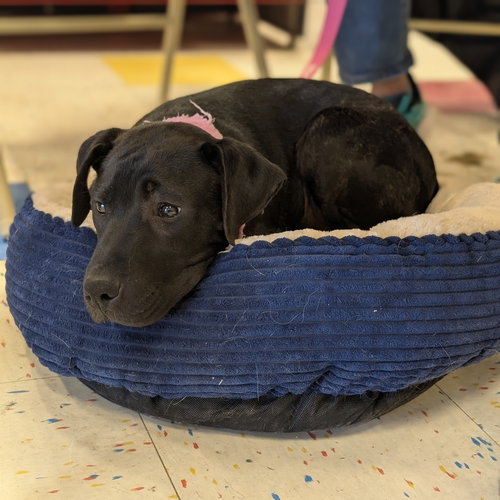 Jovie - ADOPTED 03.08.26