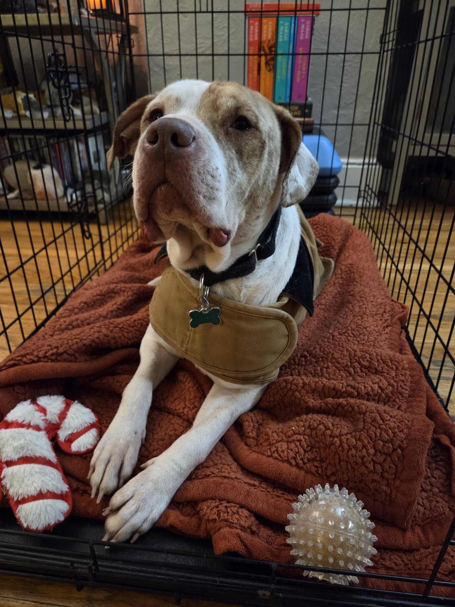 Sola - ADOPTION PENDING, photo 9