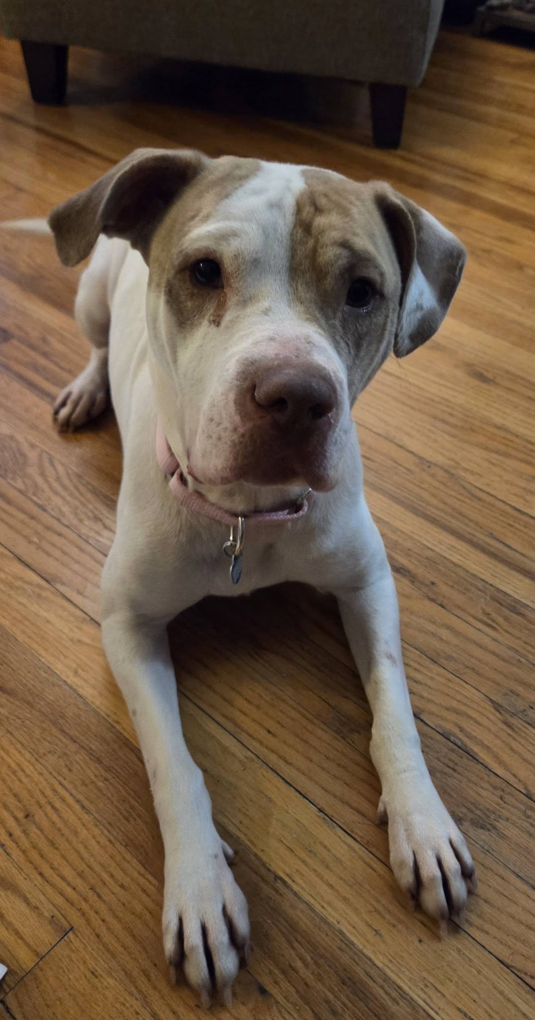 Sola - ADOPTION PENDING, photo 10