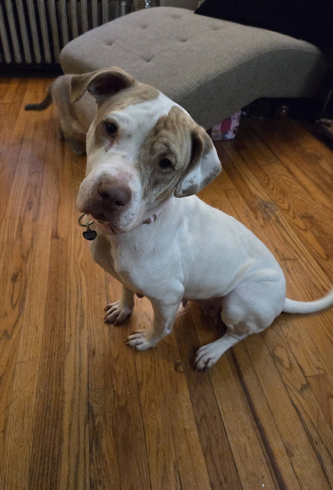Sola - ADOPTION PENDING, photo 11