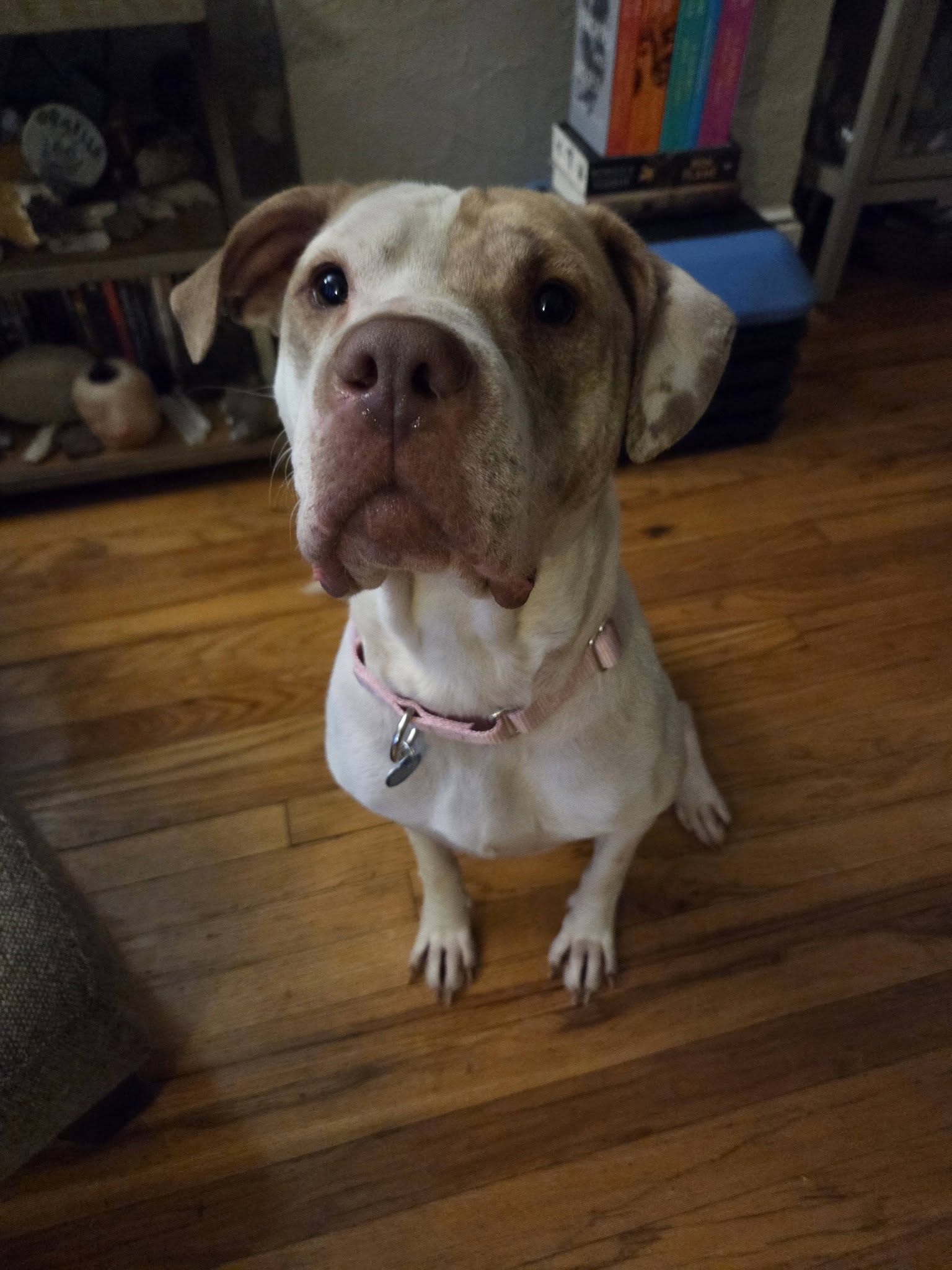 Sola - ADOPTION PENDING, photo 12