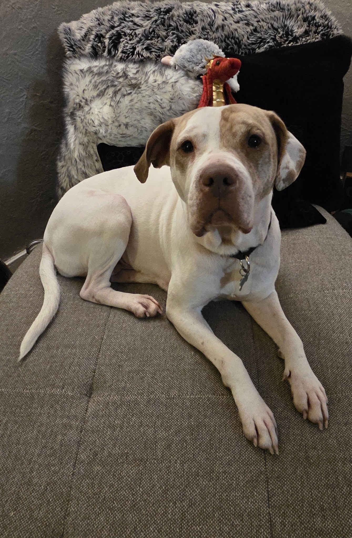 Sola - ADOPTION PENDING