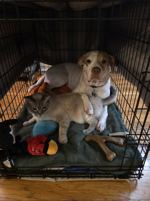 Photo 2 of Sola - ADOPTION PENDING