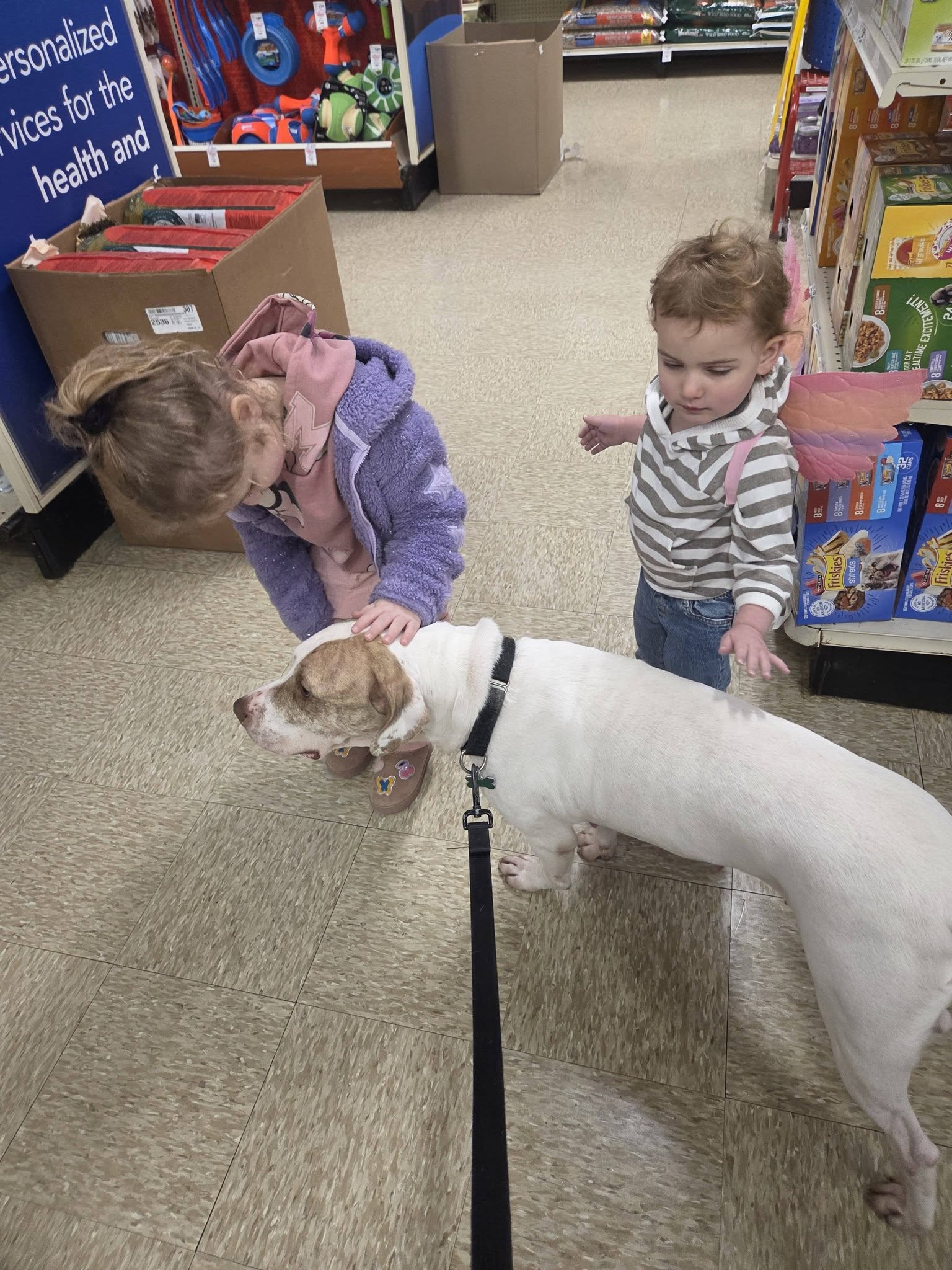 Sola - ADOPTION PENDING, photo 3