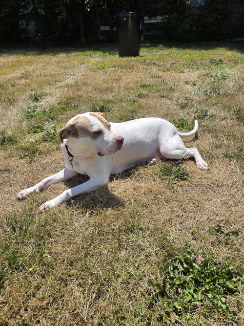 Photo 5 of Sola - ADOPTION PENDING