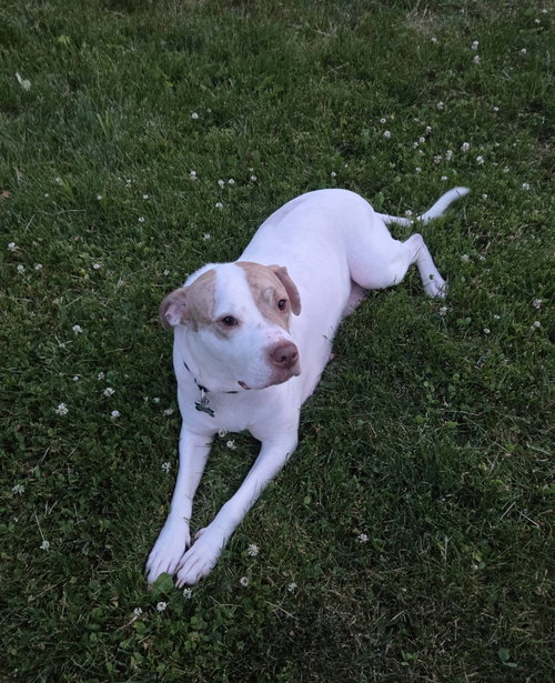 Photo 6 of Sola - ADOPTION PENDING