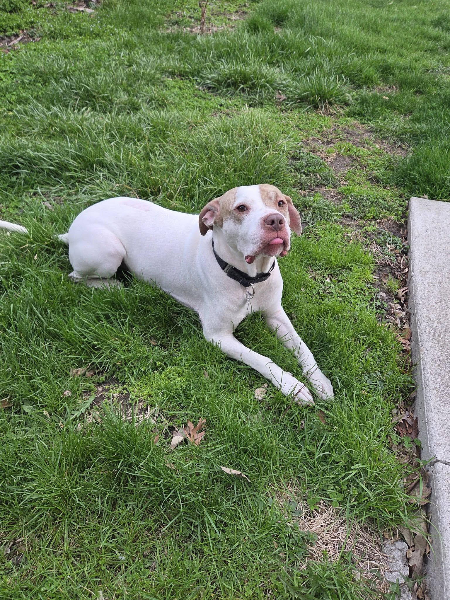 Sola - ADOPTION PENDING, photo 7