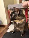 Frankiebean