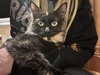 Frankiebean