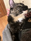 Frankiebean