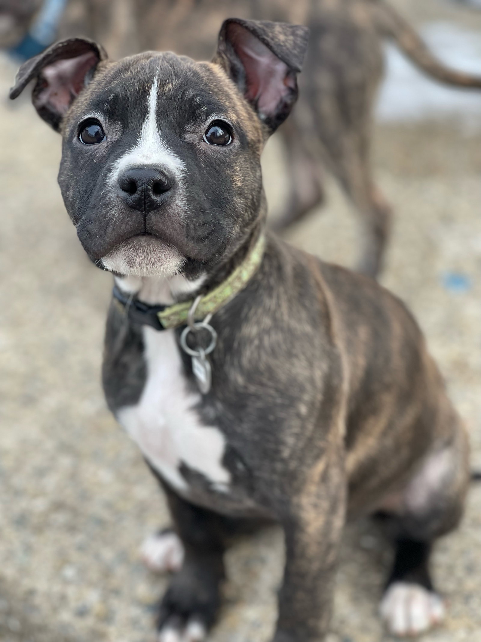 Pit Bull