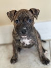 Ev Litter Margarita - ADOPTION PENDING