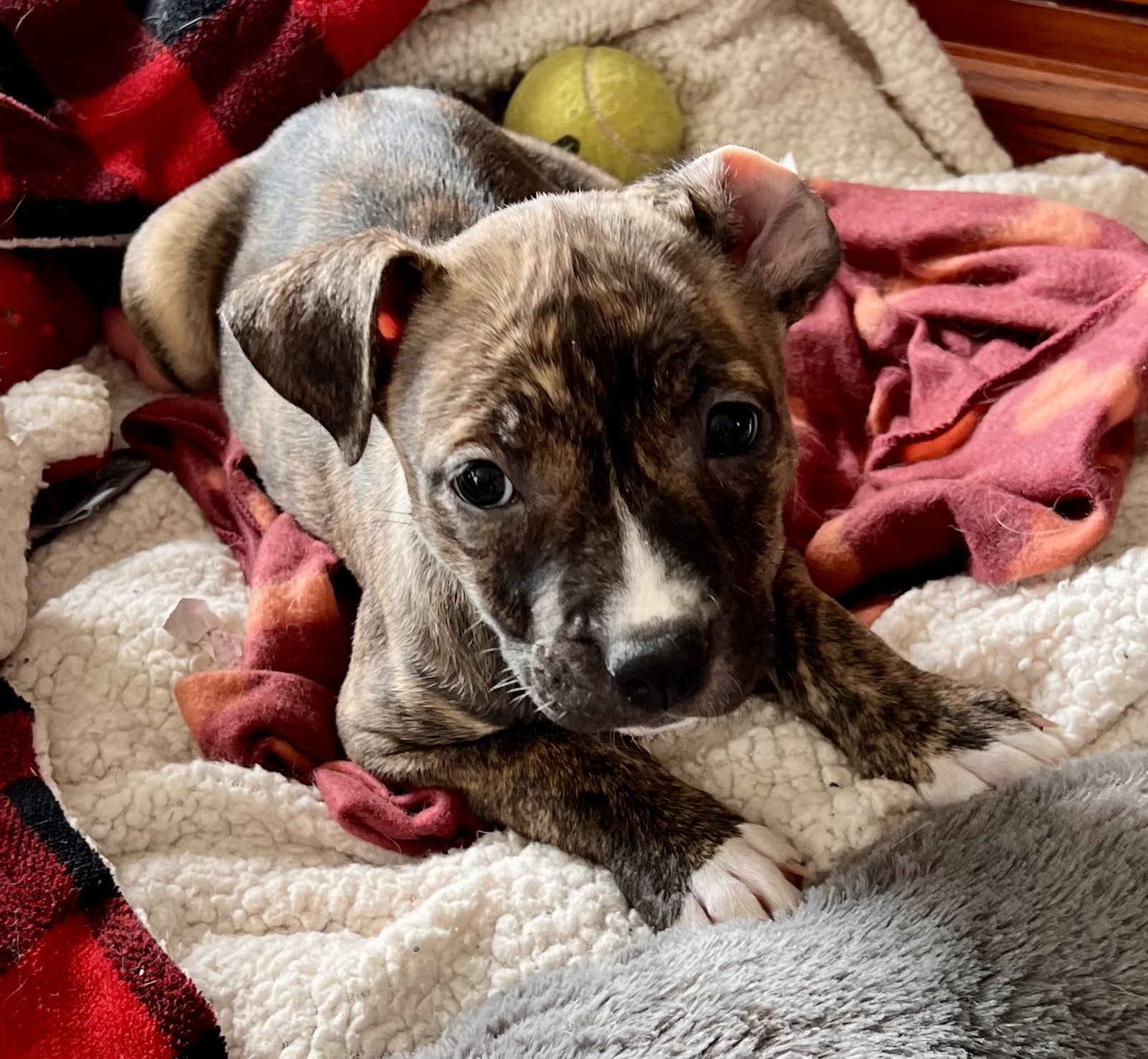 Pit Bull