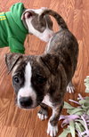 Ev Litter Tito - ADOPTED