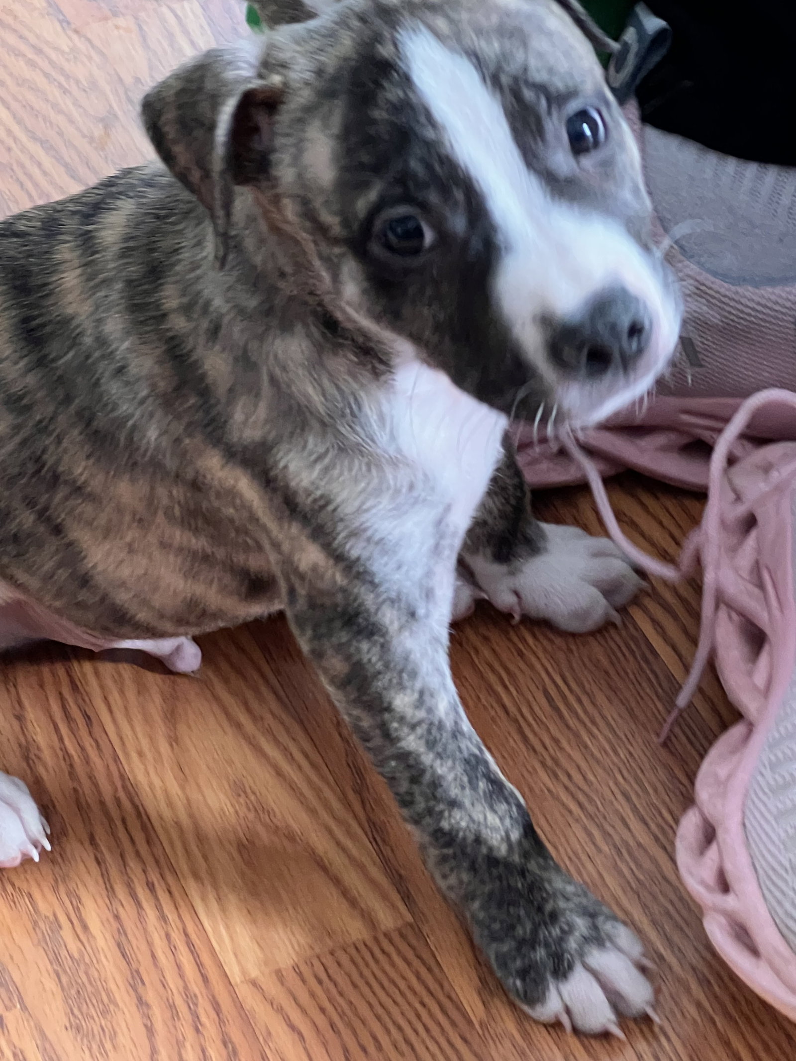 Pit Bull