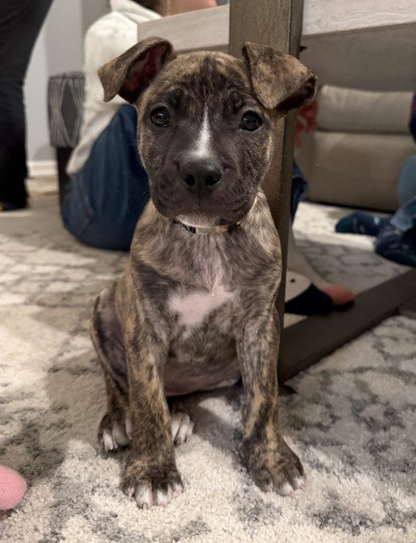 Ev Litter Cosmopolitan - Adopted