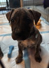 Ev Litter Mojito - ADOPTED