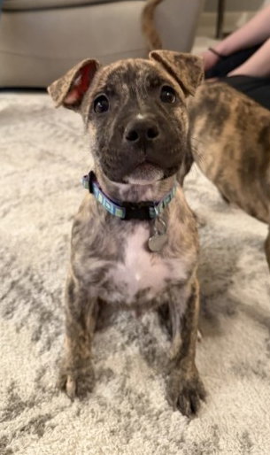 Pit Bull